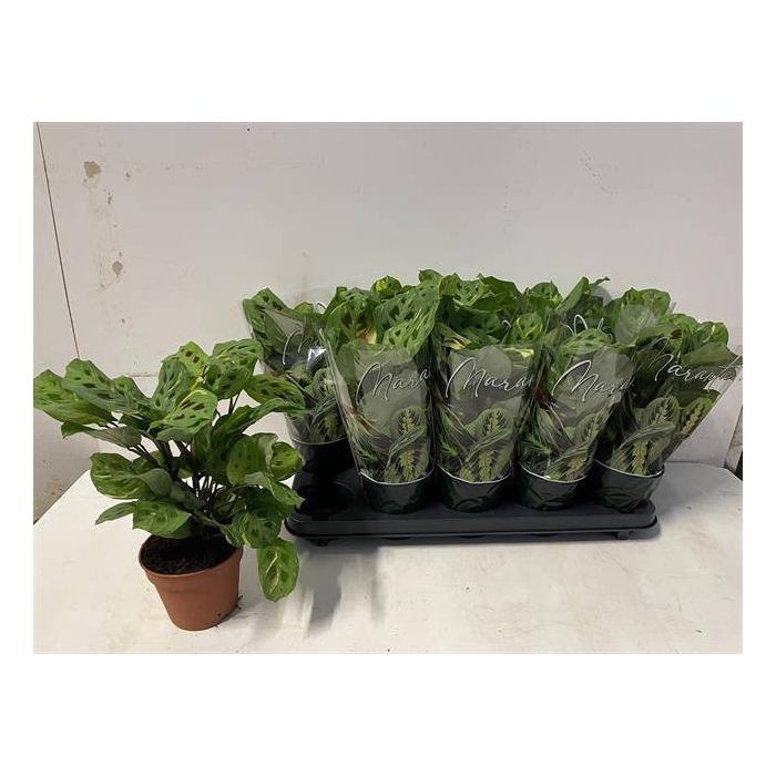 <h4>Marantha leuconeura Fiesta 12Ø 35cm</h4>