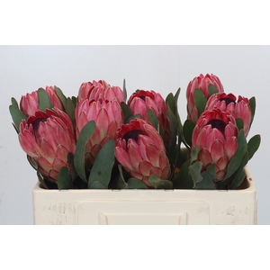 Protea Silvia