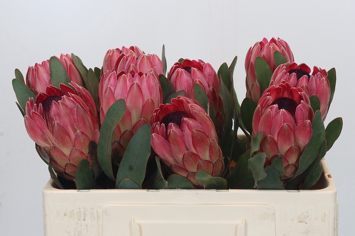 Protea Silvia