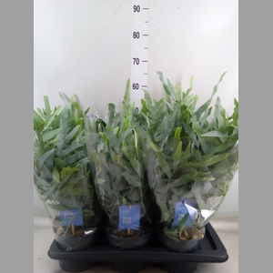 Phlebodium aureum 'Blue Star'