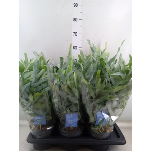 Phlebodium aureum 'Blue Star'