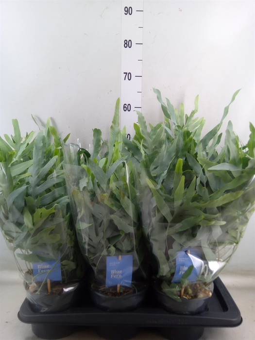 <h4>Phlebodium aureum 'Blue Star'</h4>