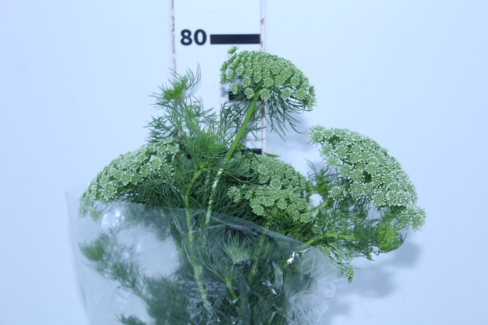 AMMI MAJUS