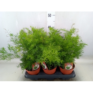 Asparagus dens. 'Cwebe'