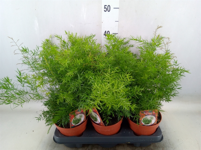 <h4>Asparagus dens. 'Cwebe'</h4>