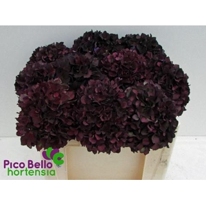 Hydrangea mag ruby red classic purple