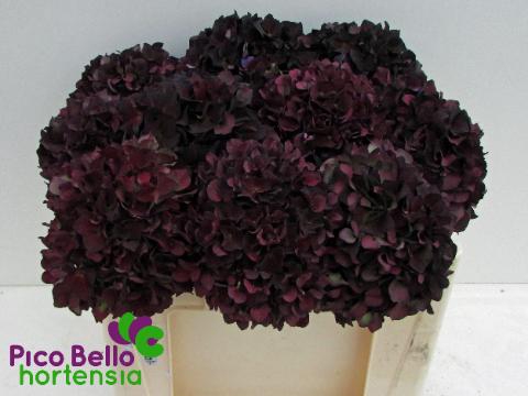 <h4>Hydrangea mag ruby red classic purple</h4>