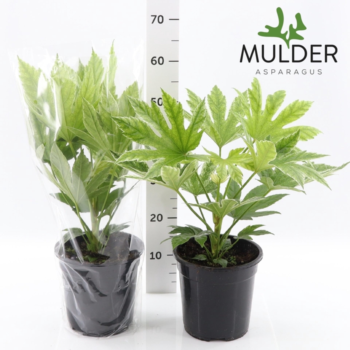 <h4>FATSIA VARIEGATA</h4>