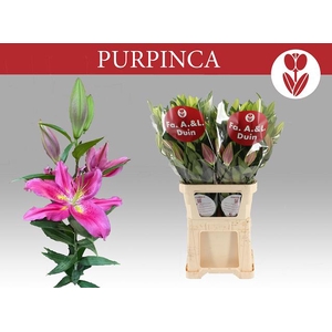 LI OR PURPINCA