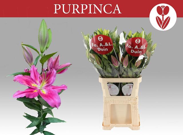 <h4>LI OR PURPINCA</h4>