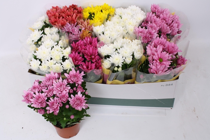 <h4>CHRYS GEM 5 KL</h4>