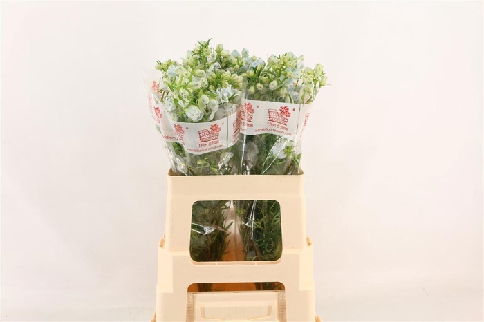 <h4>DELPH EN M SKY BLUE</h4>