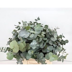 Euc. Cinerea x stems x 120