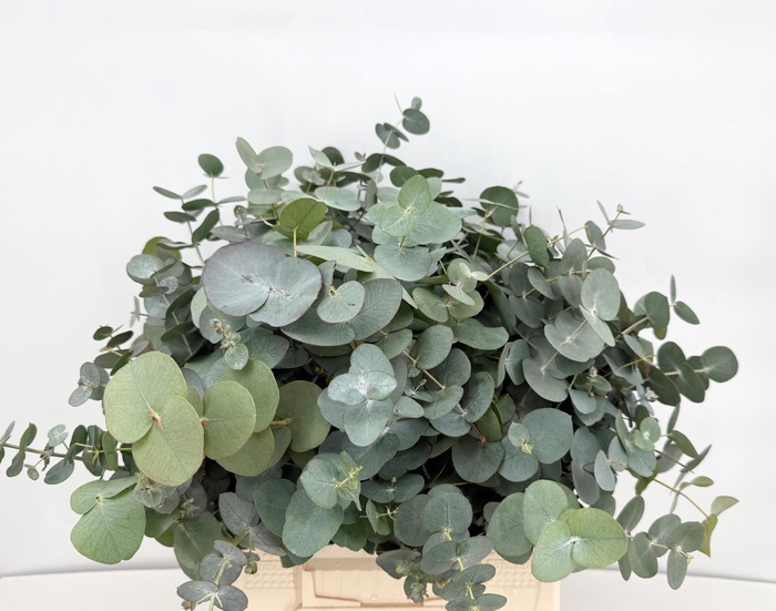 <h4>Euc. Cinerea x stems x 120</h4>