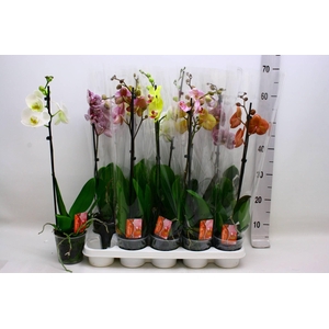 PHAL GEM