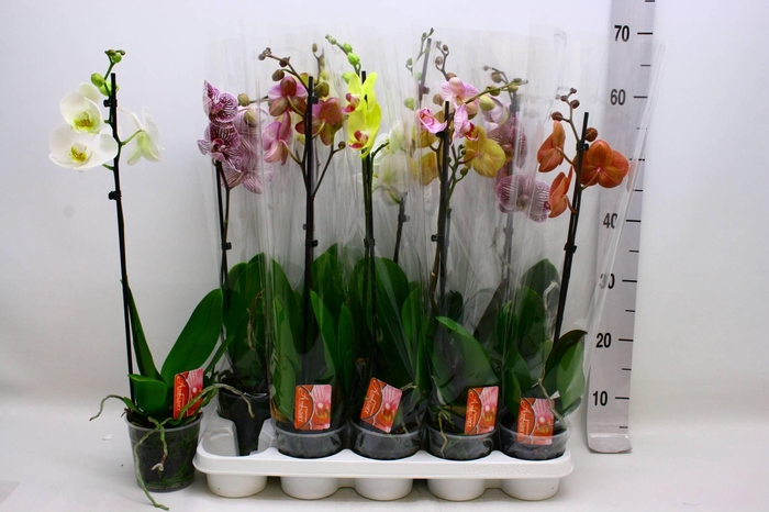 <h4>PHAL GEM</h4>
