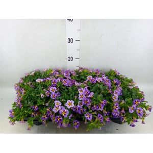 Calibrachoa  'Rave Violet'