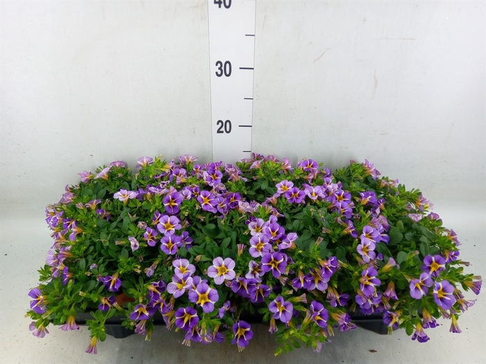 <h4>Calibrachoa  'Rave Violet'</h4>