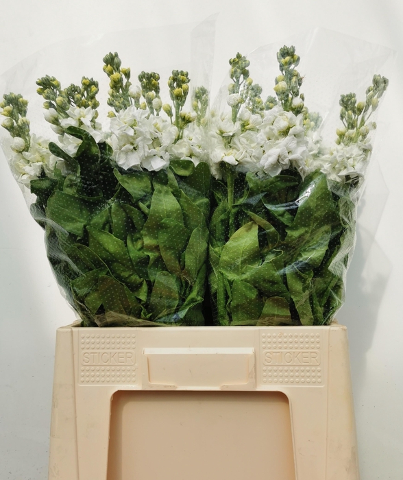 <h4>MATTH AIDA WHITE</h4>