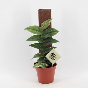 Rhaphidophora Korthalsii Variegata