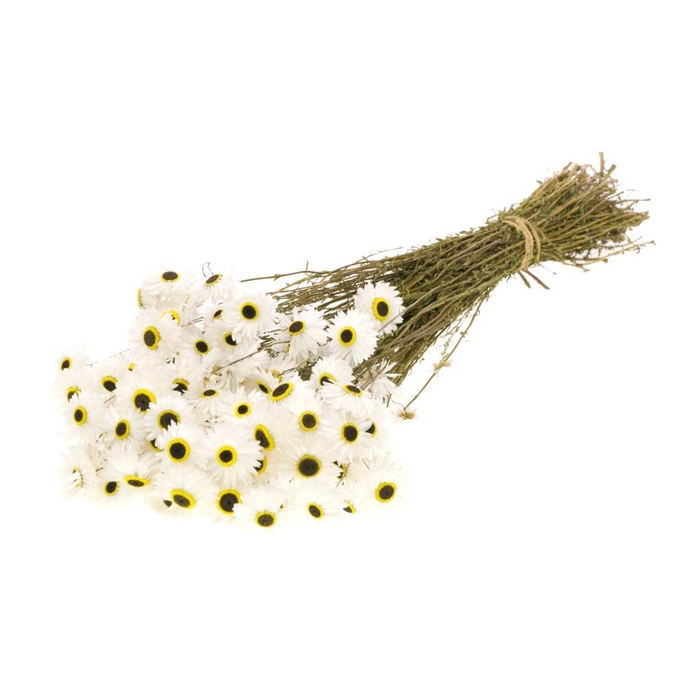 <h4>Dried Acroclinium Natural White</h4>