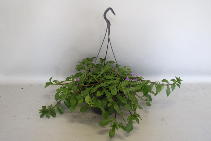 Hangpotten 23 cm Scaevola blue