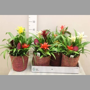 ARR BROMELIA
