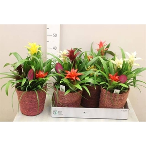 ARR BROMELIA