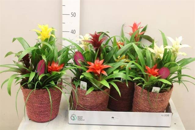 <h4>ARR BROMELIA</h4>