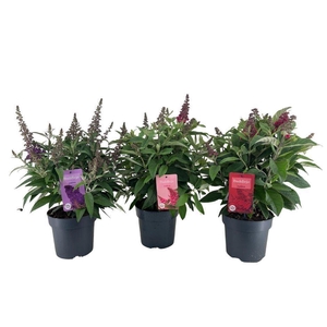 Buddleja davidii 'Butterf C'  ..mix