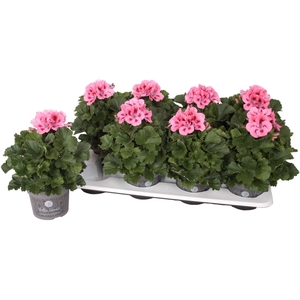 Pelargonium Pelargonium Grandifloru