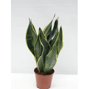 SANSEVIERIA TRIFASCIATA