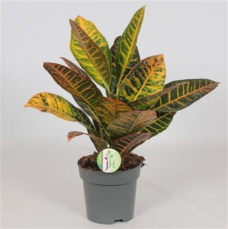 <h4>Codiaeum Petra</h4>