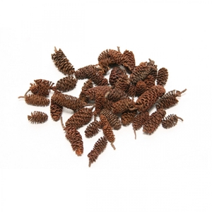 Pine cone Birch pine 300g