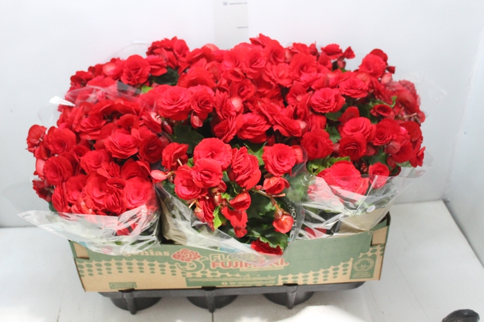 <h4>BEGONIA BALADIN P15</h4>