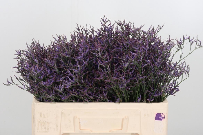 <h4>Lim Saf Dark Blue</h4>