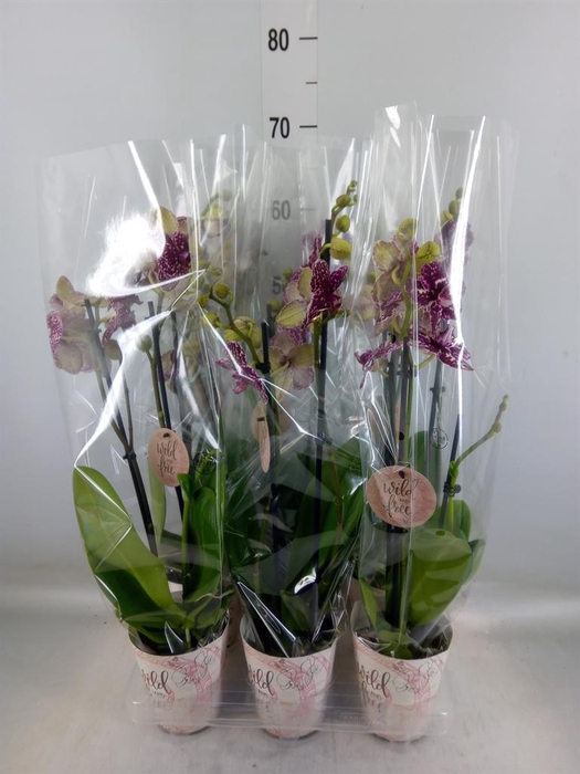 <h4>Phalaenopsis   ...</h4>