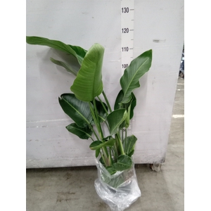 Strelitzia nicolai