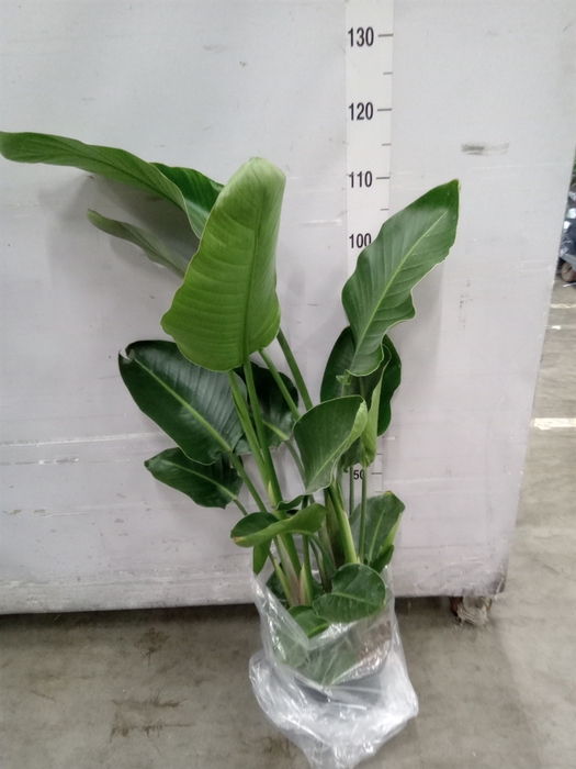 <h4>Strelitzia nicolai</h4>