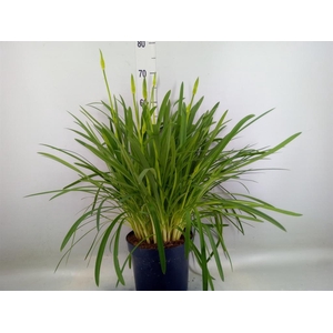 Agapanthus  'Amourette Blue Blush'
