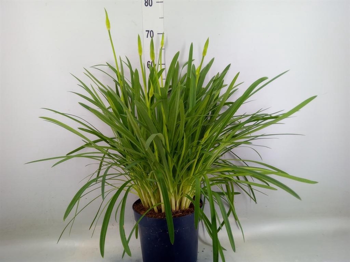 <h4>Agapanthus  'Amourette Blue Blush'</h4>