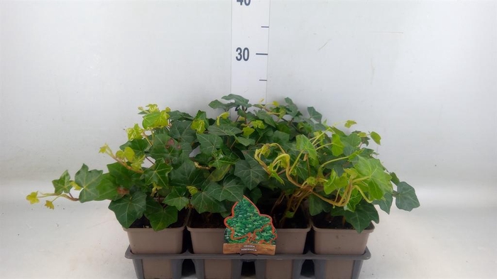 <h4>Hedera hibernica</h4>