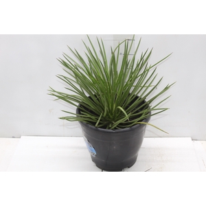 AGAVE PALITO P24