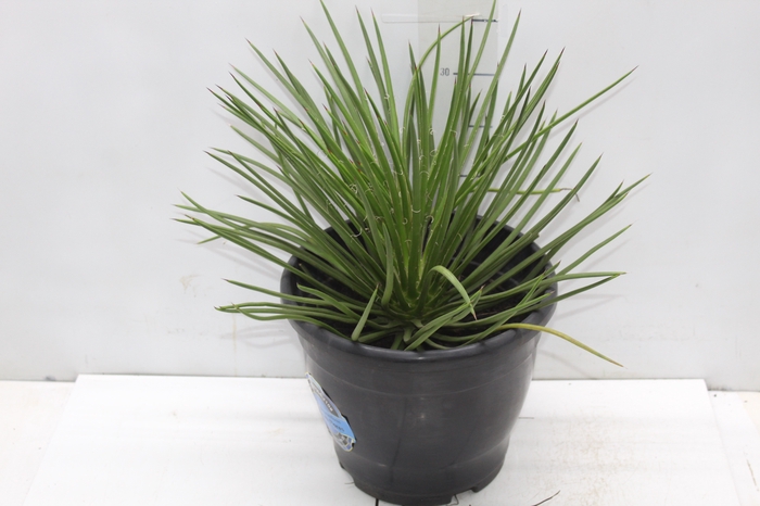 <h4>AGAVE PALITO P24</h4>