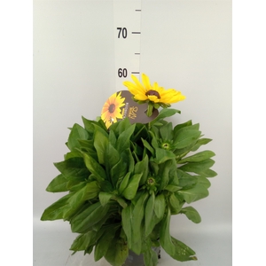 Rudbeckia hirta 'Sunbeckia'