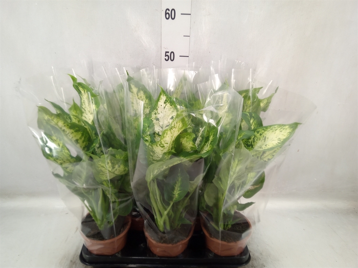 <h4>Dieffenbachia  'Compacta'</h4>