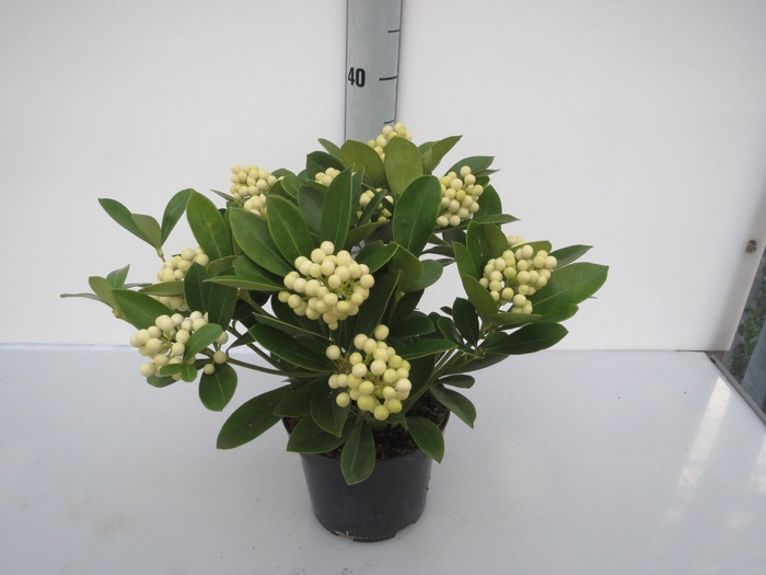 <h4>O'Berries White</h4>