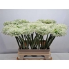 Allium Mount Everest