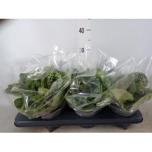 Primulina dryas 'Pretty Turtle'