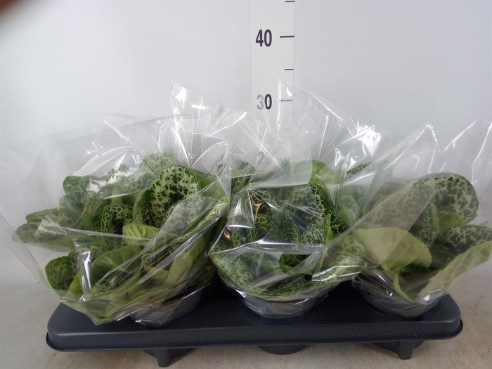 <h4>Primulina dryas 'Pretty Turtle'</h4>